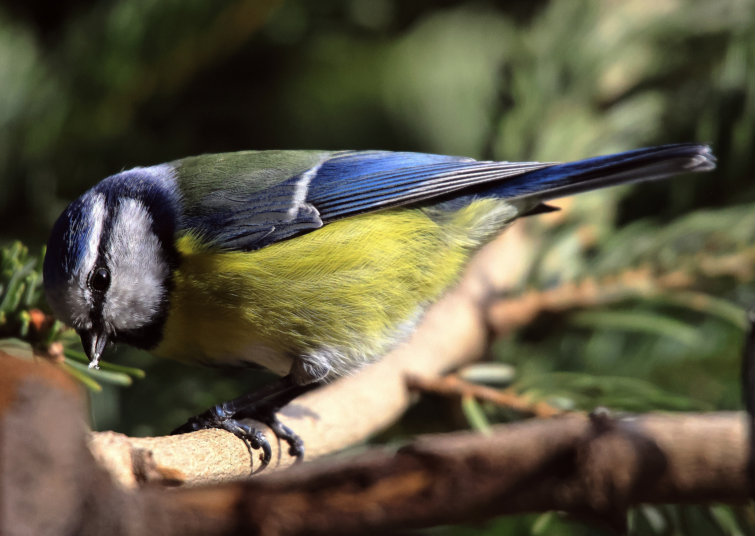 Blaumeise (Cyanistes caeruleus)