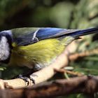 Blaumeise (Cyanistes caeruleus)