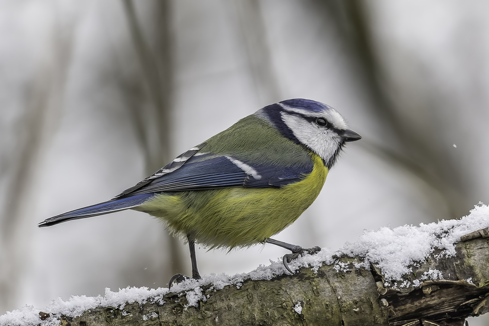 Blaumeise (Cyanistes caeruleus)