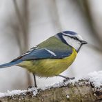 Blaumeise (Cyanistes caeruleus)