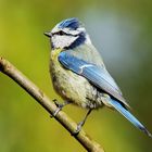  Blaumeise (Cyanistes caeruleus)