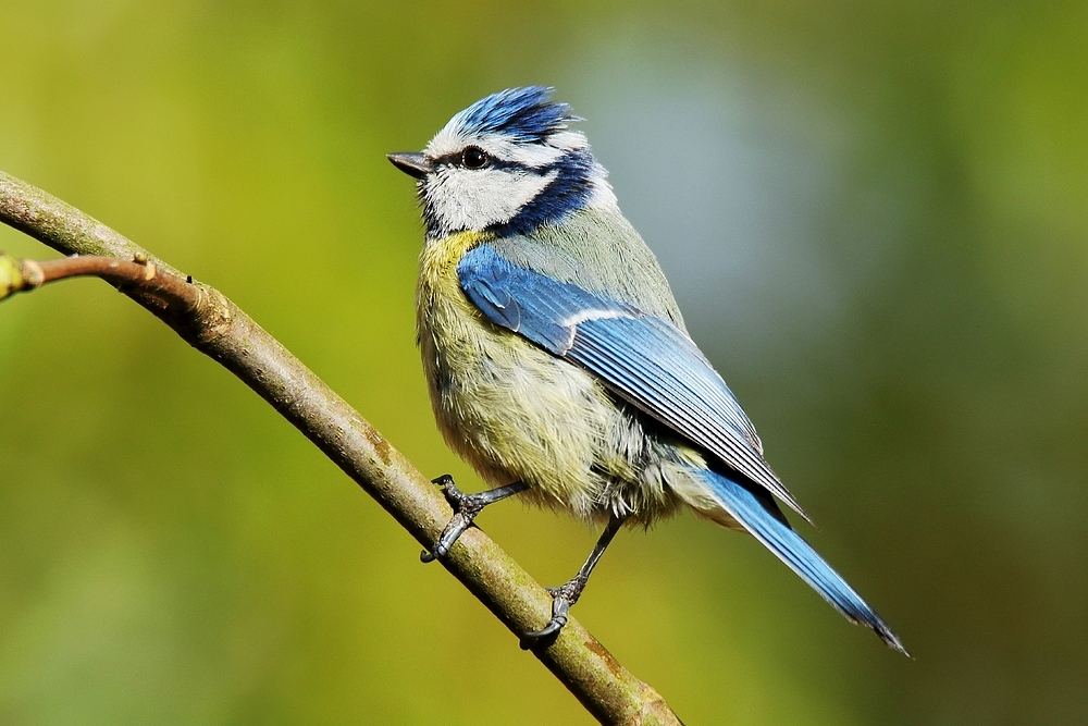  Blaumeise (Cyanistes caeruleus)