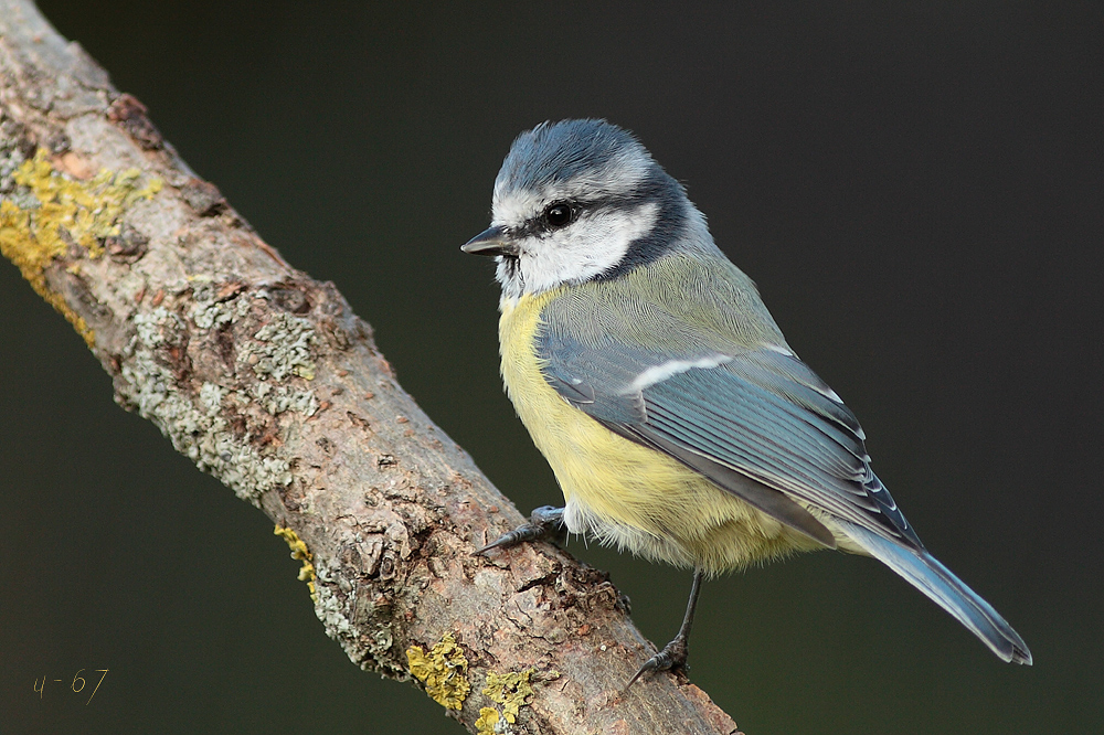 Blaumeise (Cyanistes caeruleus)