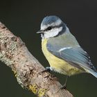 Blaumeise (Cyanistes caeruleus)