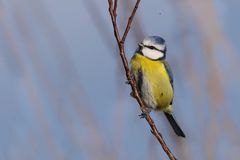 Blaumeise (Cyanistes caeruleus)