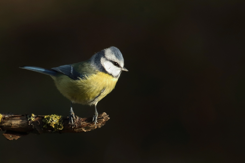 Blaumeise (Cyanistes caeruleus)