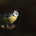 Blaumeise (Cyanistes caeruleus)