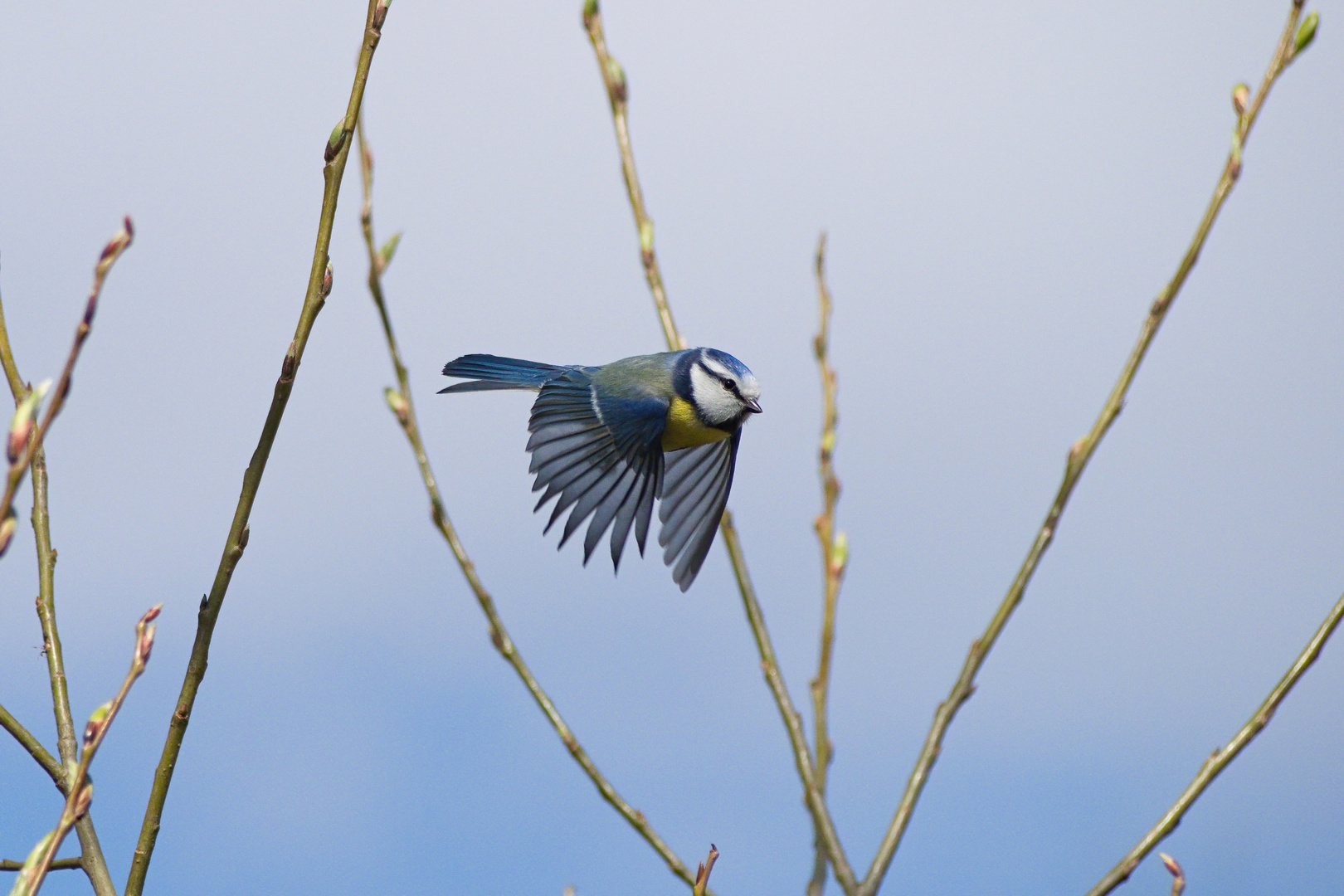 Blaumeise (Cyanistes caeruleus)