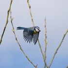 Blaumeise (Cyanistes caeruleus)