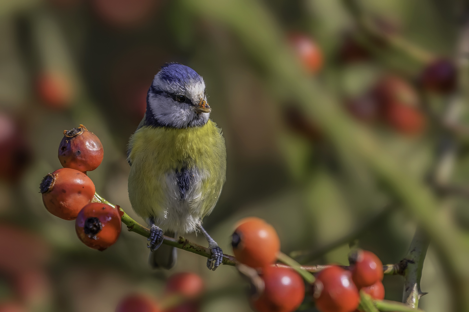 Blaumeise (Cyanistes caeruleus)