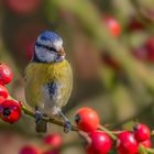 Blaumeise (Cyanistes caeruleus)