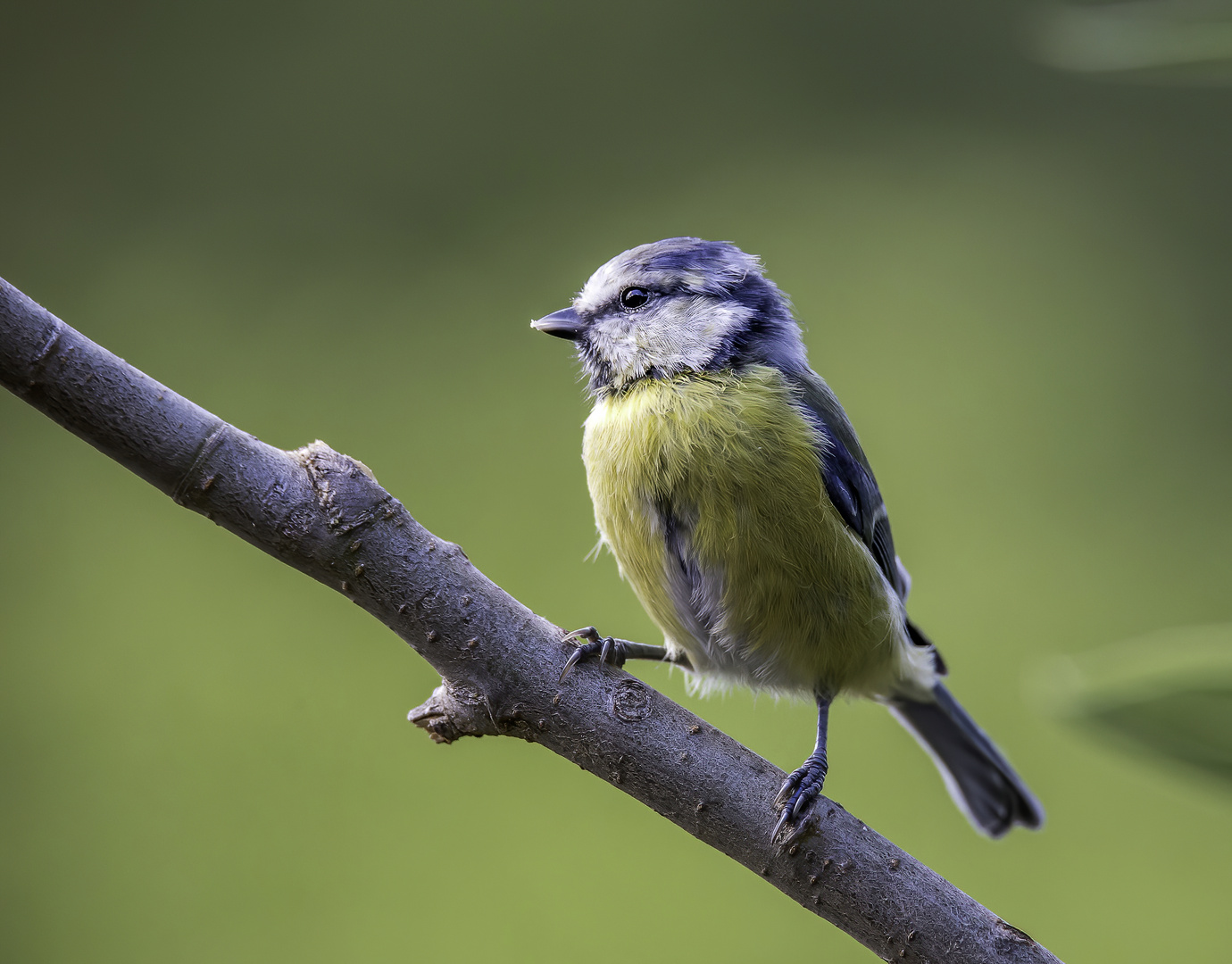 Blaumeise Cyanistes caeruleus