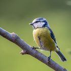 Blaumeise Cyanistes caeruleus