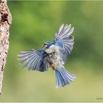 blaumeise (cyanistes caeruleus) ....