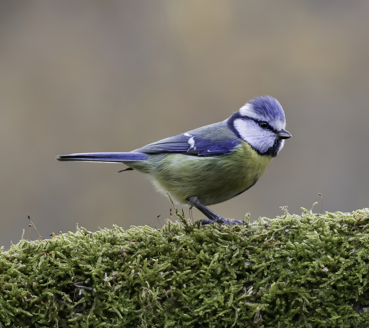 Blaumeise Cyanistes caeruleus