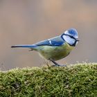 Blaumeise Cyanistes caeruleus