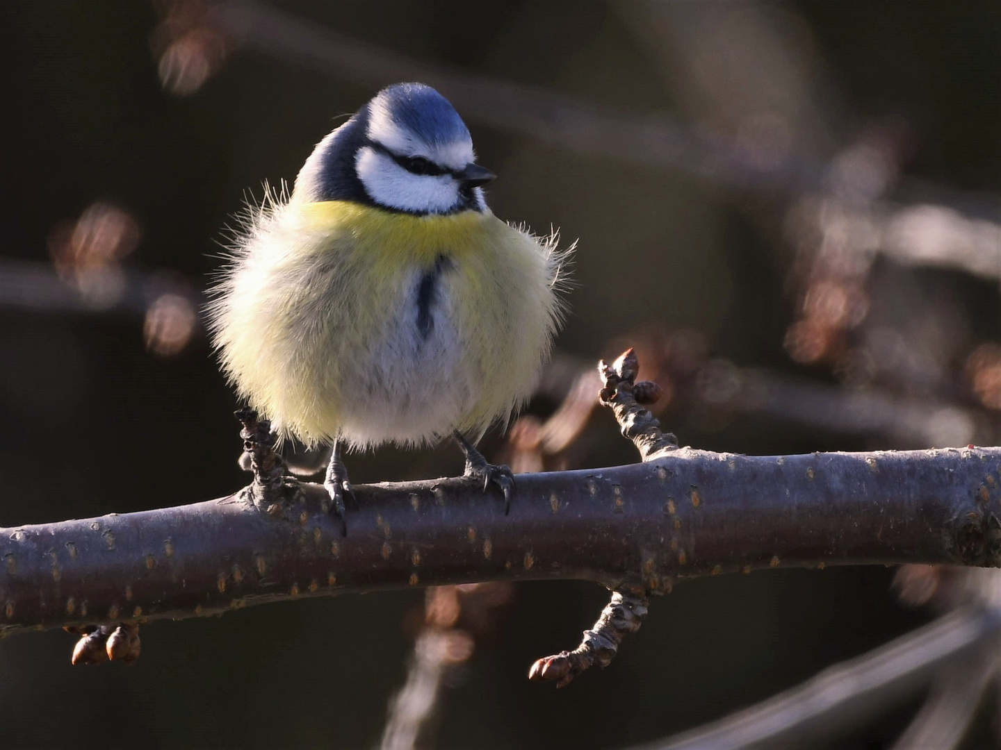 Blaumeise (  Cyanistes caeruleus )