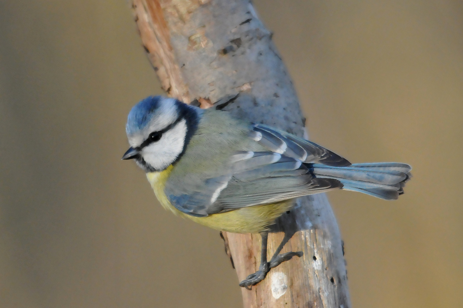 Blaumeise (Cyanistes caeruleus)