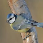 Blaumeise (Cyanistes caeruleus)