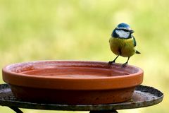 Blaumeise (Cyanistes caeruleus)