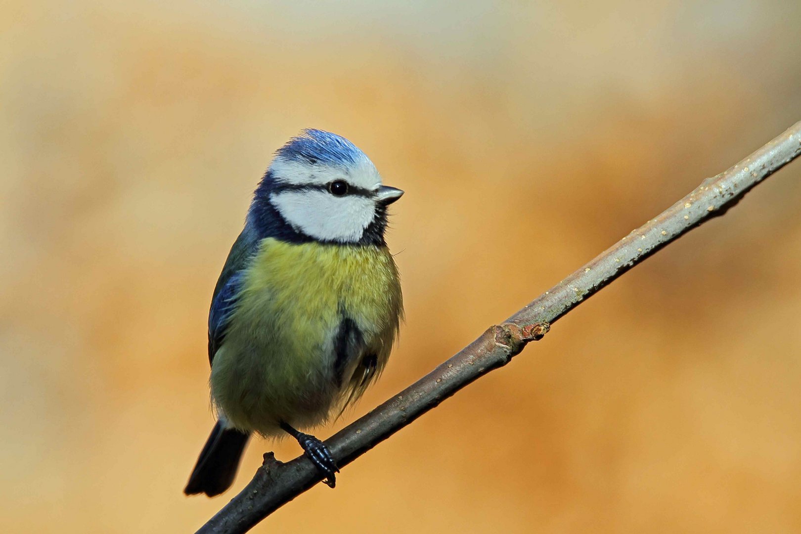 Blaumeise (Cyanistes caeruleus)