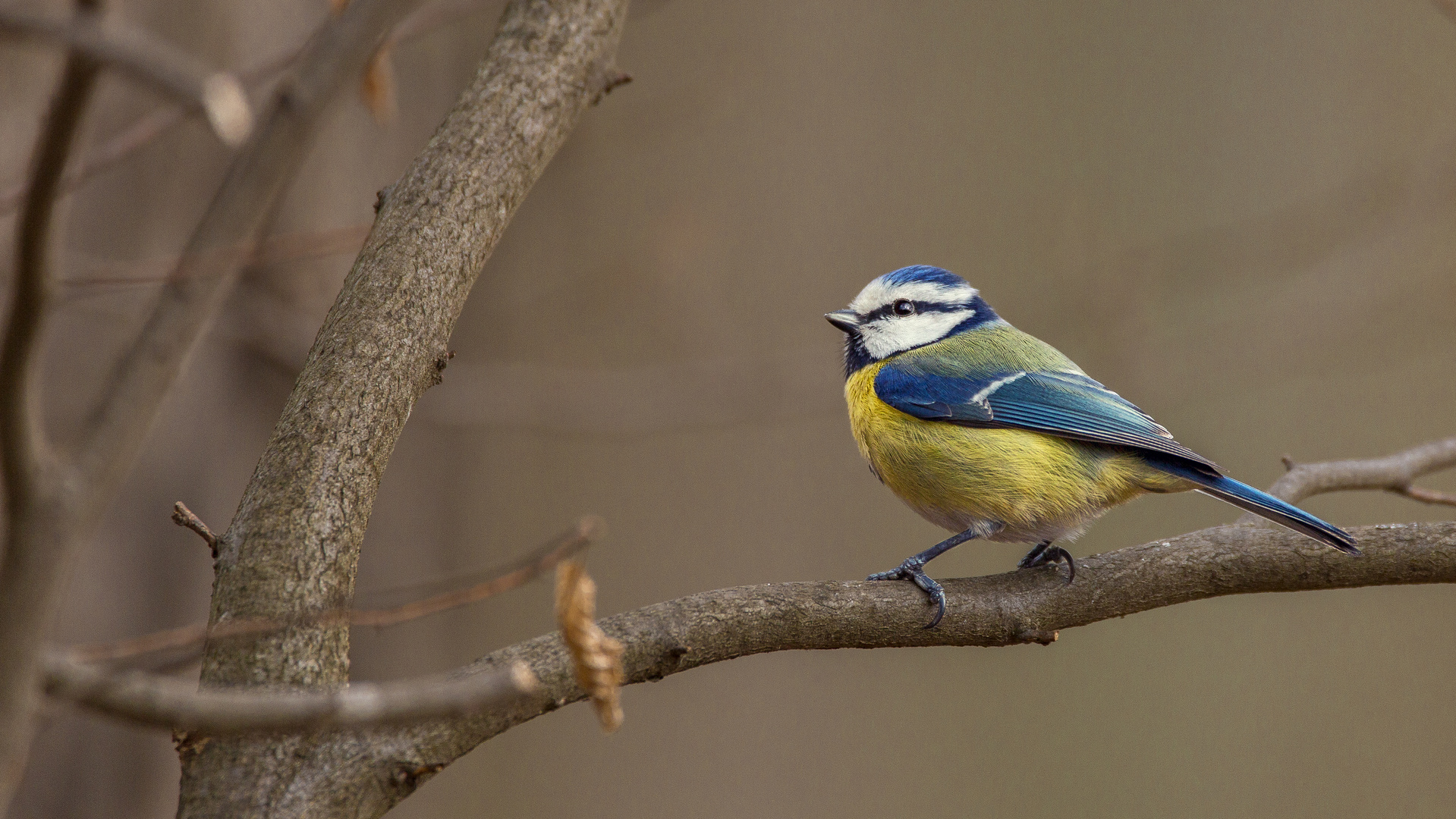 „„Blaumeise (Cyanistes caeruleus)““