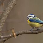 „„Blaumeise (Cyanistes caeruleus)““