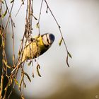 Blaumeise (Cyanistes caeruleus)