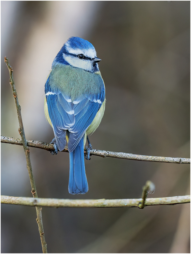 Blaumeise (Cyanistes caeruleus)