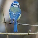 Blaumeise (Cyanistes caeruleus)