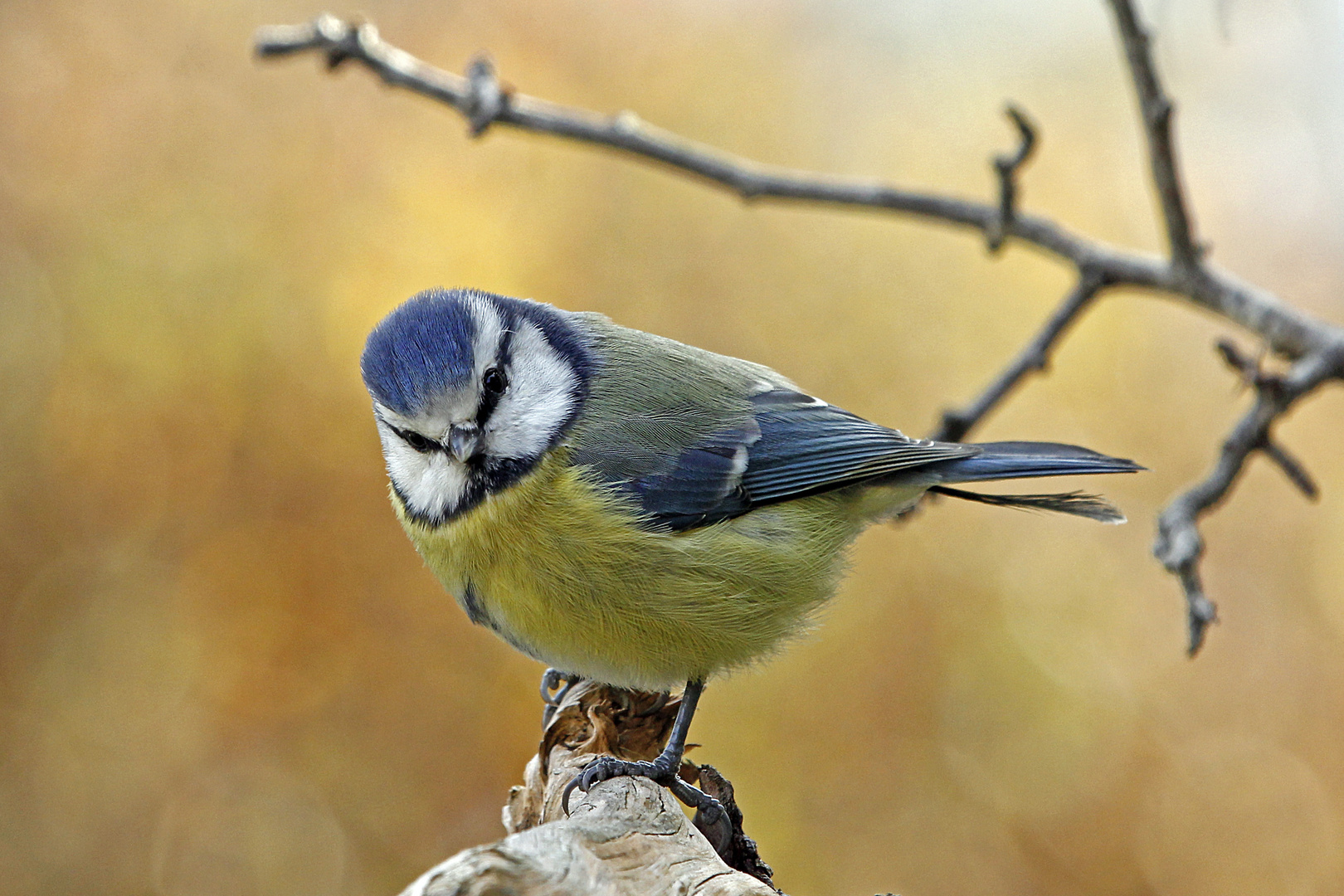 Blaumeise (Cyanistes caeruleus)