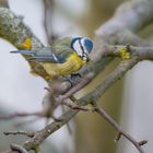 Blaumeise (Cyanistes caeruleus)