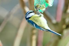 Blaumeise (Cyanistes caeruleus)