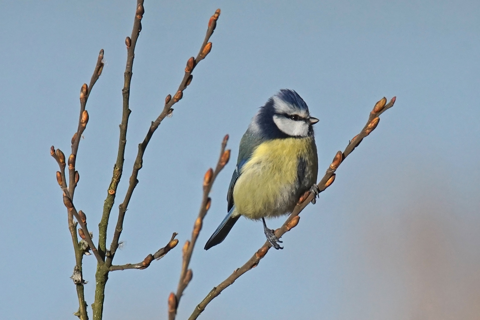 Blaumeise (Cyanistes caeruleus)