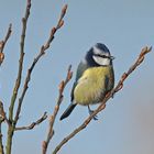 Blaumeise (Cyanistes caeruleus)