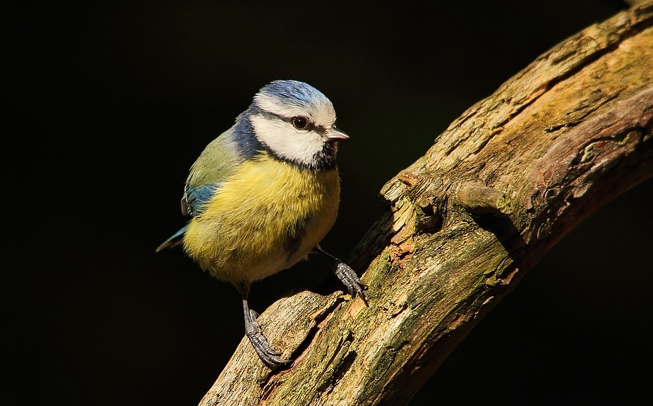 Blaumeise (Cyanistes caeruleus)