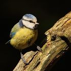 Blaumeise (Cyanistes caeruleus)