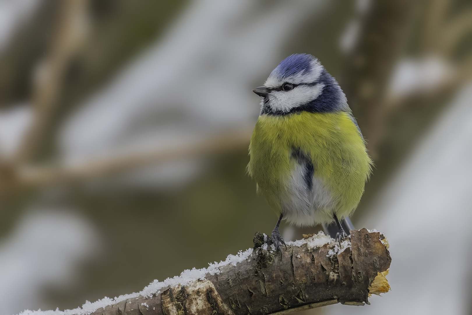 Blaumeise (Cyanistes caeruleus)