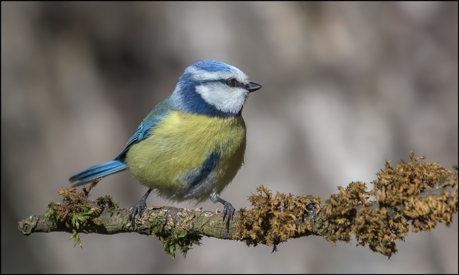 Blaumeise (Cyanistes caeruleus )