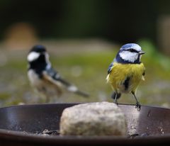 Blaumeise (Cyanistes caeruleus)