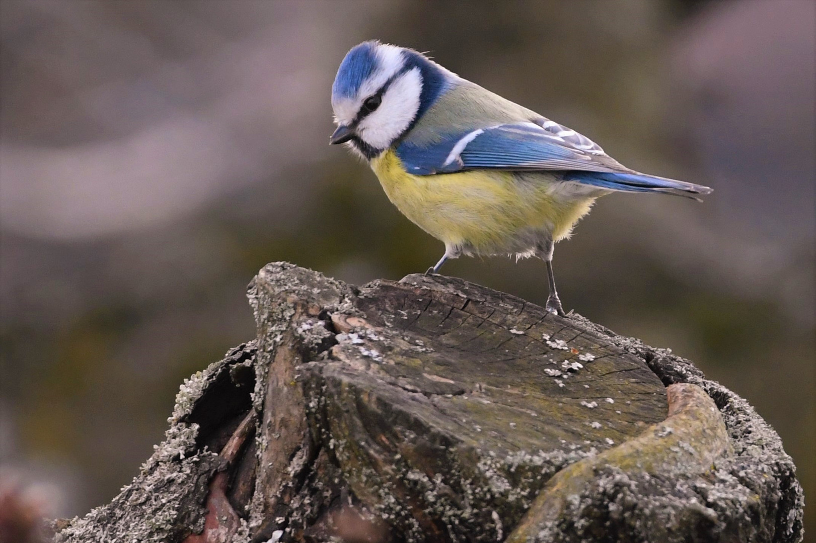 Blaumeise (  Cyanistes caeruleus )