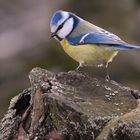 Blaumeise (  Cyanistes caeruleus )