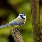 Blaumeise (Cyanistes caeruleus)