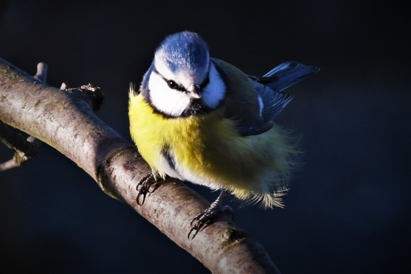 Blaumeise (Cyanistes caeruleus )