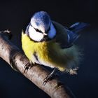 Blaumeise (Cyanistes caeruleus )