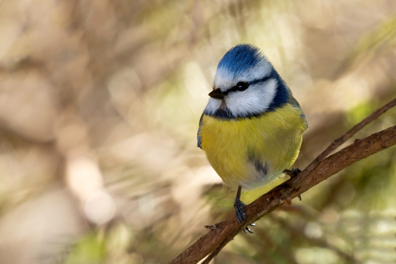 Blaumeise (Cyanistes caeruleus)