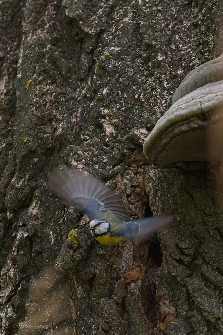 Blaumeise (Cyanistes caeruleus)