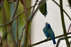 Blaumeise (Cyanistes caeruleus)