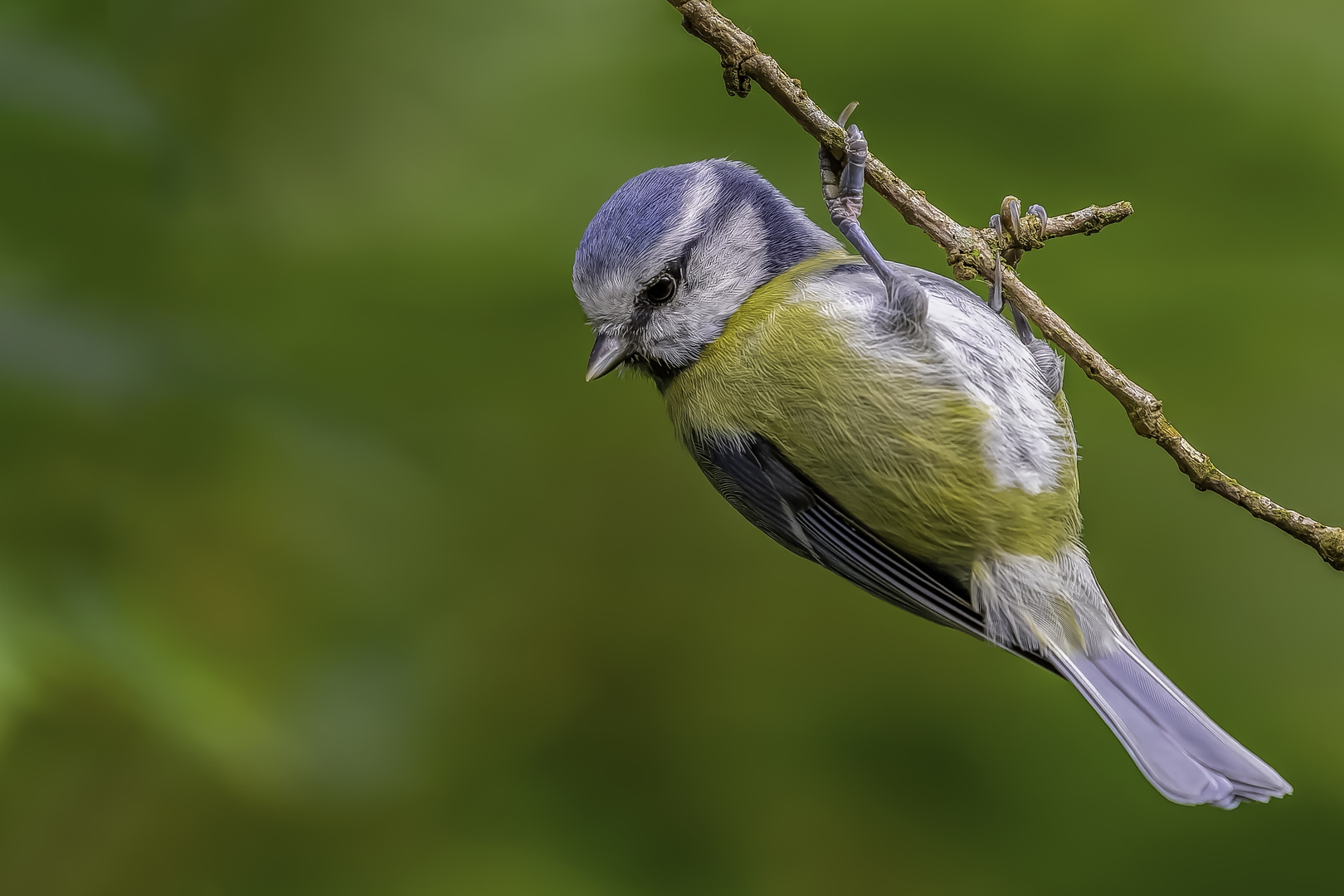 Blaumeise (Cyanistes caeruleus)