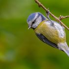 Blaumeise (Cyanistes caeruleus)